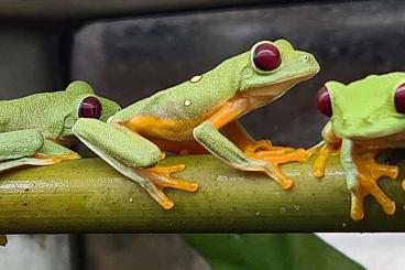 Frösche  kaufen und verkaufen Foto: Agalychnis spurrelli, Gleitflug-Rotaugenlaubfrosch