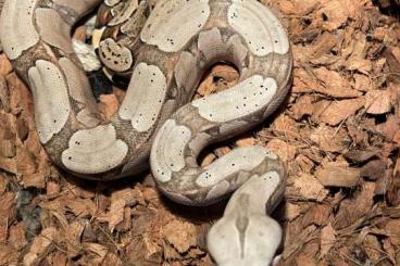 Boas kaufen und verkaufen Foto: Pair of Boa Constrictor Amarali - 2022 