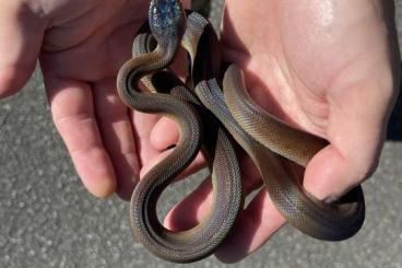 Pythons kaufen und verkaufen Photo: white lipped python Leiopython albertisii - 2022