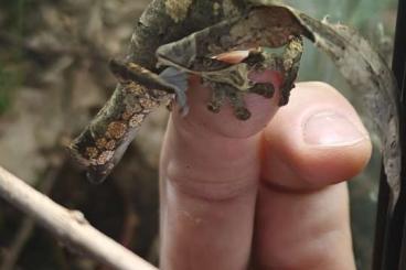 Lizards kaufen und verkaufen Photo: Blattschwanzgecko - Uroplatus phantasticus 