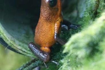 Pfeilgiftfrösche kaufen und verkaufen Foto: Oophaga pumilio Almirante 