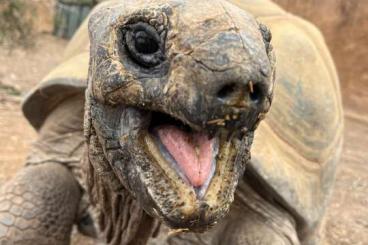 Landschildkröten kaufen und verkaufen Foto: Aldabrachelys gigantea ALL sizes