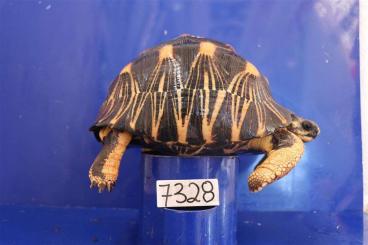 Landschildkröten kaufen und verkaufen Foto: Radiated tortoises in different sizes