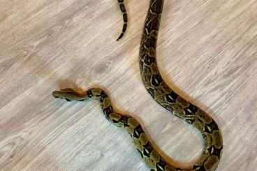 Boas kaufen und verkaufen Photo: Boa constrictor imperator Abzugeben 