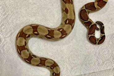 Boas kaufen und verkaufen Photo: Boa constrictor imperator Nachzucht 2024 