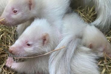 Exotische Säuger kaufen und verkaufen Foto: Skunk Stinktier  Albino Mephitis 