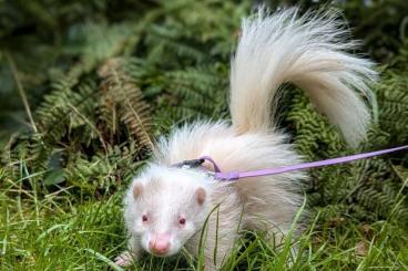 Exotic mammals kaufen und verkaufen Photo: Albino Skunk Rüden mephitis