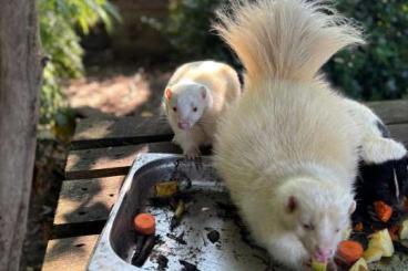 Exotic mammals kaufen und verkaufen Photo: Skunk Stinktier Albino Paar