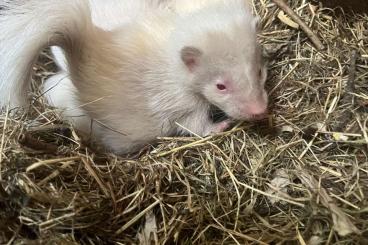 Exotische Säuger kaufen und verkaufen Foto: Skunk Stinktier Albino Mephitis Welpen Exotische Säuger kaufen und verkaufen Foto: Skunk Stinktier Albino Mephitis Welpen