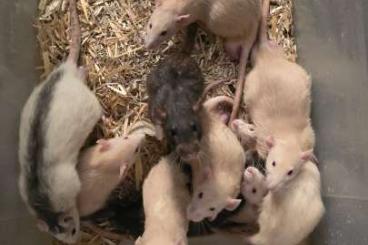 Exotic mammals kaufen und verkaufen Photo: Dumbo Rats Solid Topaze and Fat tail gerbils