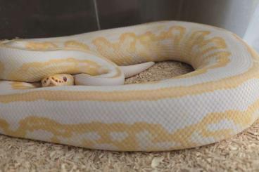 Königspythons kaufen und verkaufen Foto: Breeders Ball Pythons and Tiliqua s. intermedia