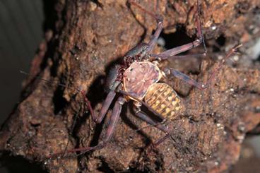 Spinnen und Skorpione kaufen und verkaufen Foto: Geißelspinnen, Amblypygi, whip spiders