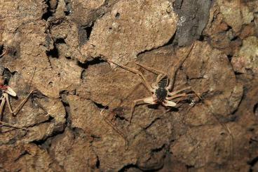 Spiders and Scorpions kaufen und verkaufen Photo: Geißelspinnen, Amblypygi, whip spiders 