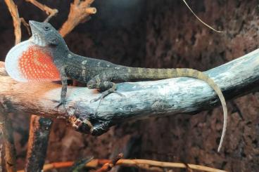 andere Echsen kaufen und verkaufen Foto: Anoles available for Hamm DECEMBER 