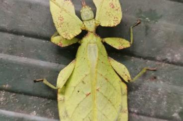 Insekten kaufen und verkaufen Foto: Phasmiden Phasmids Wandelndes Blatt 