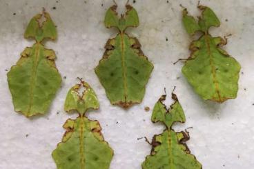 Insects kaufen und verkaufen Photo: Phasmiden Phasmids Wandelndes Blatt Giganteum 