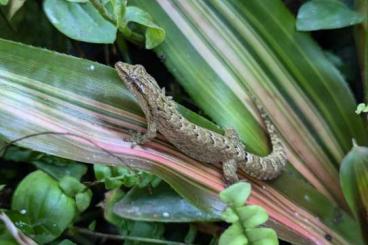 Geckos kaufen und verkaufen Foto: Jungferngecko Lepidodactylus lugubris