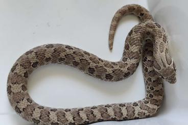 Snakes kaufen und verkaufen Photo: Heterodon nasicus - adult