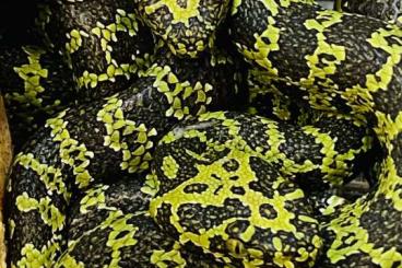 Giftschlangen kaufen und verkaufen Foto: Manshang Viper (Protobothrops mangshanensis 