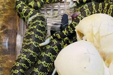 Venomous snakes kaufen und verkaufen Photo: Manshang Viper (Protobothrops mangshanensis 