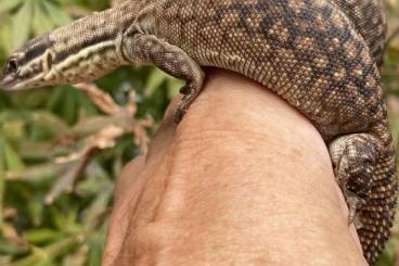 Monitor lizards kaufen und verkaufen Photo: Stachelschwanzwaran (Varanus acanthus)