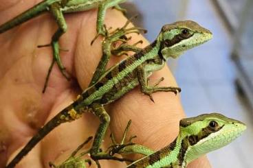 other lizards kaufen und verkaufen Photo: Kronenbasilisken (Laemanctus longipes)