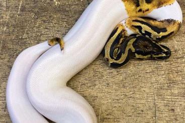 Pythons kaufen und verkaufen Foto: Pied Königspython (Python regius).