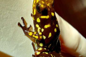 frogs kaufen und verkaufen Photo: O. anchicayensis 'SMALL REDHEAD' - 0,1