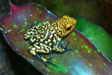 frogs kaufen und verkaufen Photo: 1,0 Oophaga histrionica "REDHEAD"