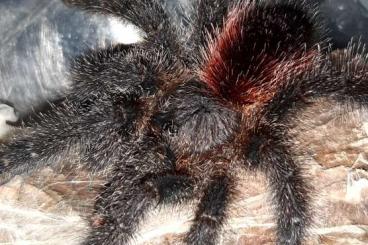 - bird spiders kaufen und verkaufen Photo: Biete zum Versand innerhalb Deutschlands bei passenden Temperaturen