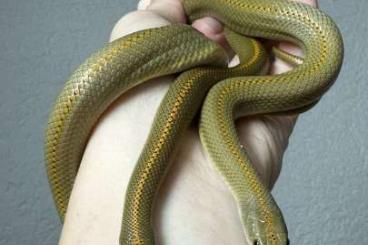 Snakes kaufen und verkaufen Photo: Lamprophis aurora               