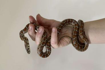 Nattern ungiftige  kaufen und verkaufen Foto: Zamenis situla, Euprepiophs mandarinus