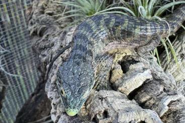 Echsen  kaufen und verkaufen Foto: Abronia, Nephrurus, Underwoodisaurus