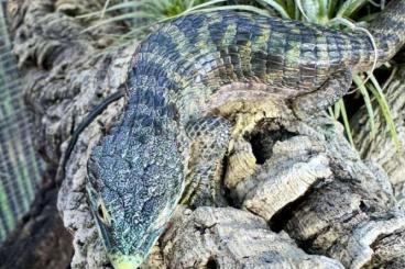 Lizards kaufen und verkaufen Photo: Abronia, Nephrurus, Gastropholis