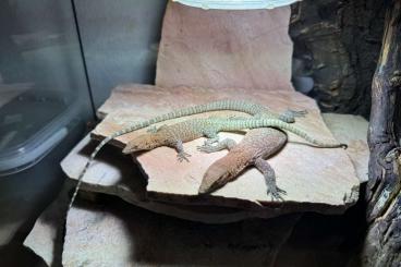 Echsen  kaufen und verkaufen Foto: Abronia Varanus Nephrurus