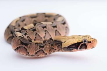 Venomous snakes kaufen und verkaufen Photo: 3.2 CBB24 Ugandan Bitis gabonica 