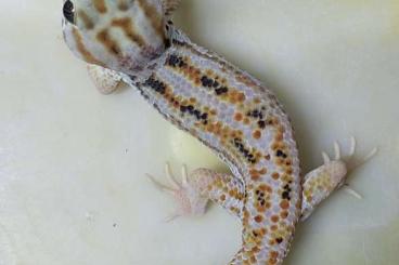 Geckos kaufen und verkaufen Photo: 0.1 Teratoscincus keyserlingii