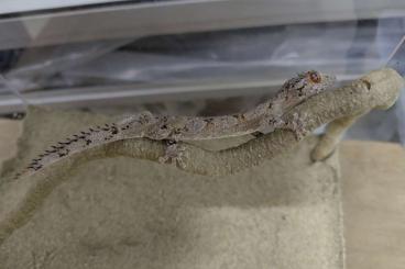 Geckos kaufen und verkaufen Photo: Strophurus cilliaris aberrans for Hamm