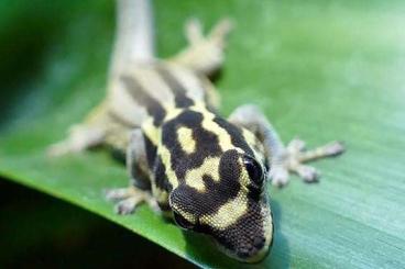 Geckos kaufen und verkaufen Foto: 0.1 Lygodactylus kimhowelli 