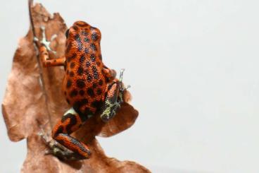 Poison dart frogs kaufen und verkaufen Photo: Oophaga pumilio Cristobal und Bastimentos