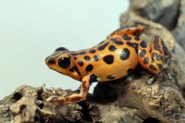 Poison dart frogs kaufen und verkaufen Photo: Oophaga pumilio + Bastimentos + Cristobal 