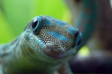 Geckos kaufen und verkaufen Foto: Phelsuma borbonica mater +++ FOR HAMM ++++