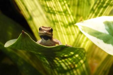Geckos kaufen und verkaufen Photo: +++ 1.1 Lygodactylus kimhowelli +++ Geckos kaufen und verkaufen Photo: +++ 1.1 Lygodactylus kimhowelli +++