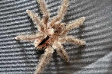 - bird spiders kaufen und verkaufen Photo: 1.0 Typhochlaena curumim Frisch Adult 07/24