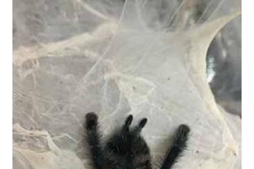 Vogelspinnen kaufen und verkaufen Foto: Avicularia sp kolumbien, Avicularia pucallpa, Ybyrapora diversipes RH