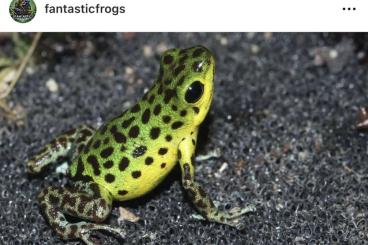 Poison dart frogs kaufen und verkaufen Photo: Oophaga pumilio Colon Abzugeben 