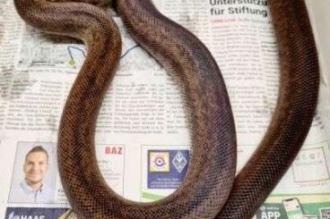 Pythons kaufen und verkaufen Foto: Liasis mackloti mackloti for Hamm March 08, 2025