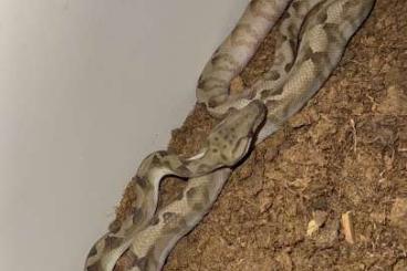 Boas kaufen und verkaufen Foto: Pair Corallus annulatus orange 