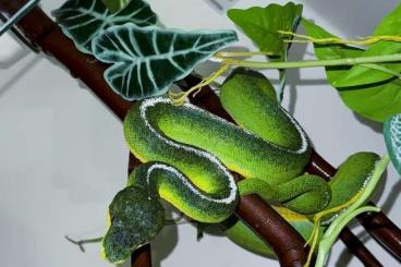 Boas kaufen und verkaufen Foto: 1.0 Corallus batesii HQ Stripped cb15