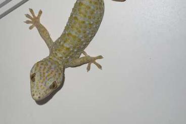 Geckos kaufen und verkaufen Foto: Tokay morph - cb 2024 - hamm 